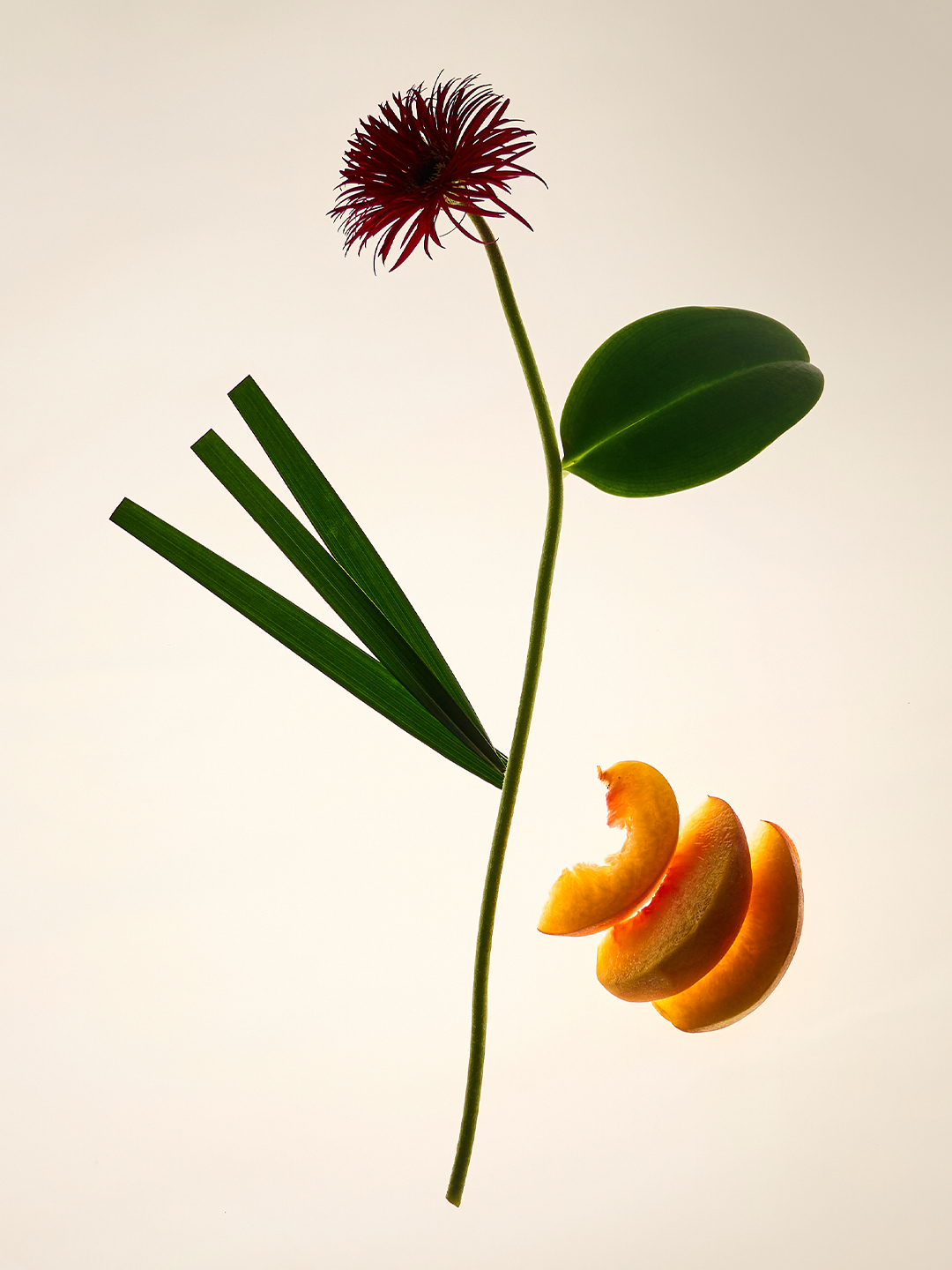 6月21日 野の草 シェイクティー image number 0